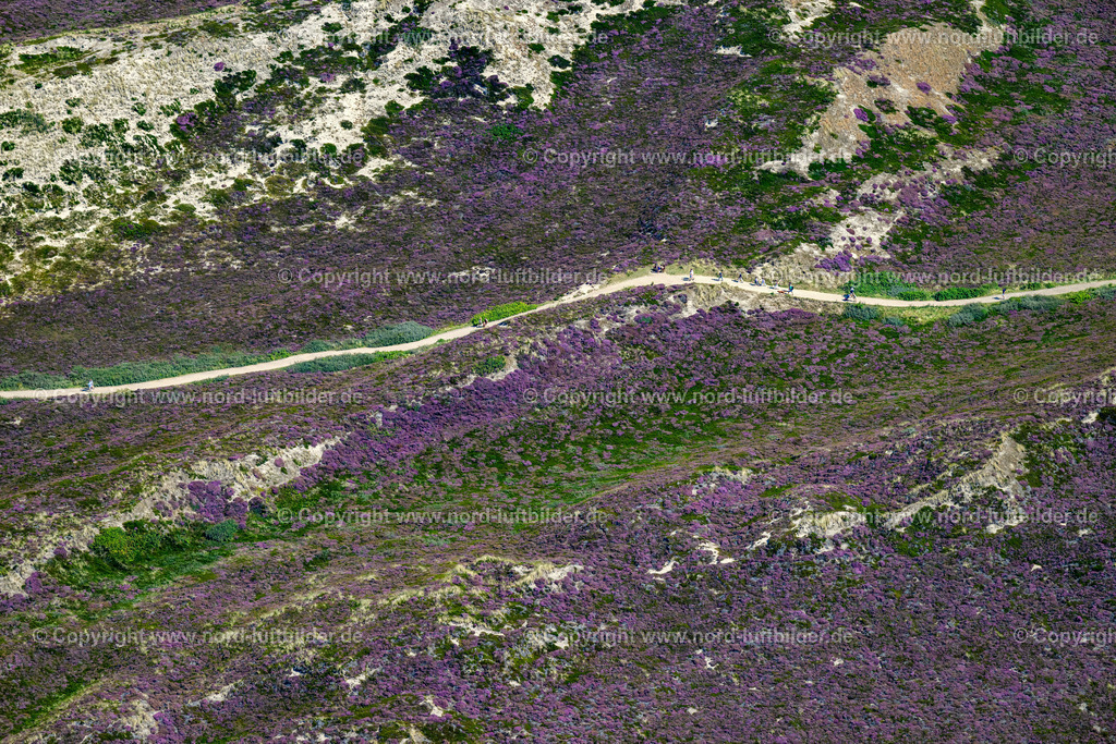 Sylt_Kampen_Fussweg_Zum_Strand_Heide_Blüte_ELS_4314130825 | KAMPEN (SYLT) 13.08.2025 Fußweg in den Sand- Dünen- und Heidelandschaften in Kampen (Sylt) im Bundesland Schleswig-Holstein, Deutschlan. // Footpath in the sand dunes and heath landscapes in Kampen (Sylt) in the federal state of Schleswig-Holstein, Germany. Foto: Martin Elsen