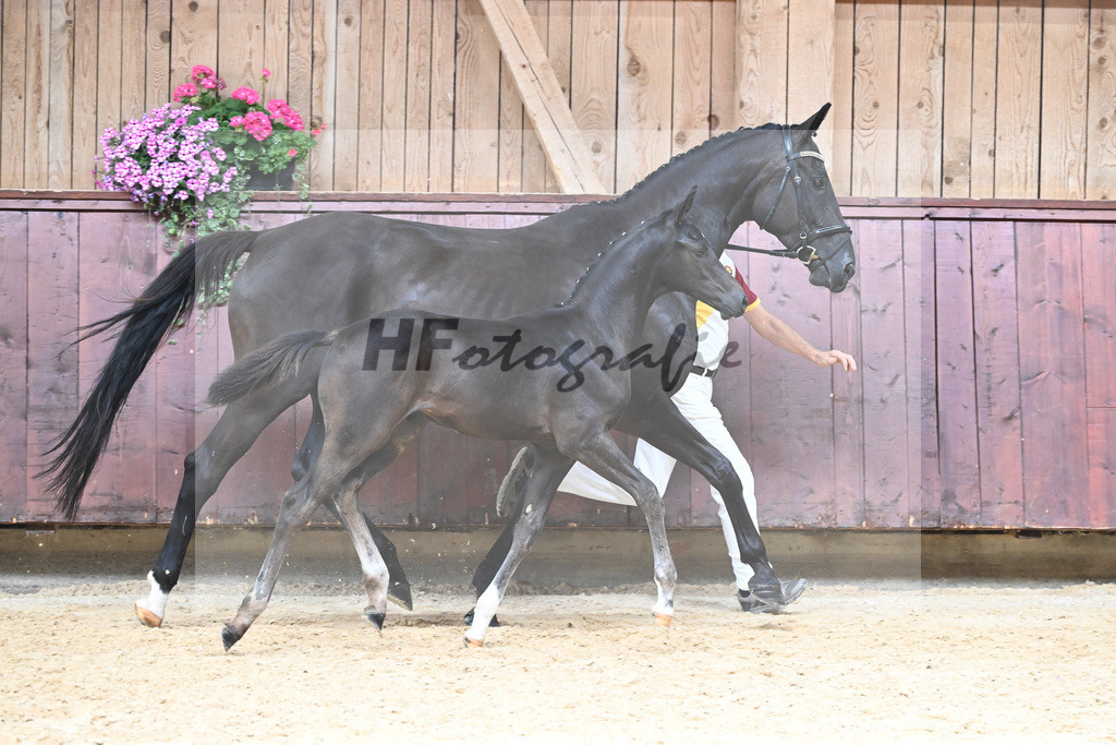 Kat-Nr. 22 HF Va Pensiero_Schindele_26230249 | hf-fotografie - Realisiert mit Pictrs.com
