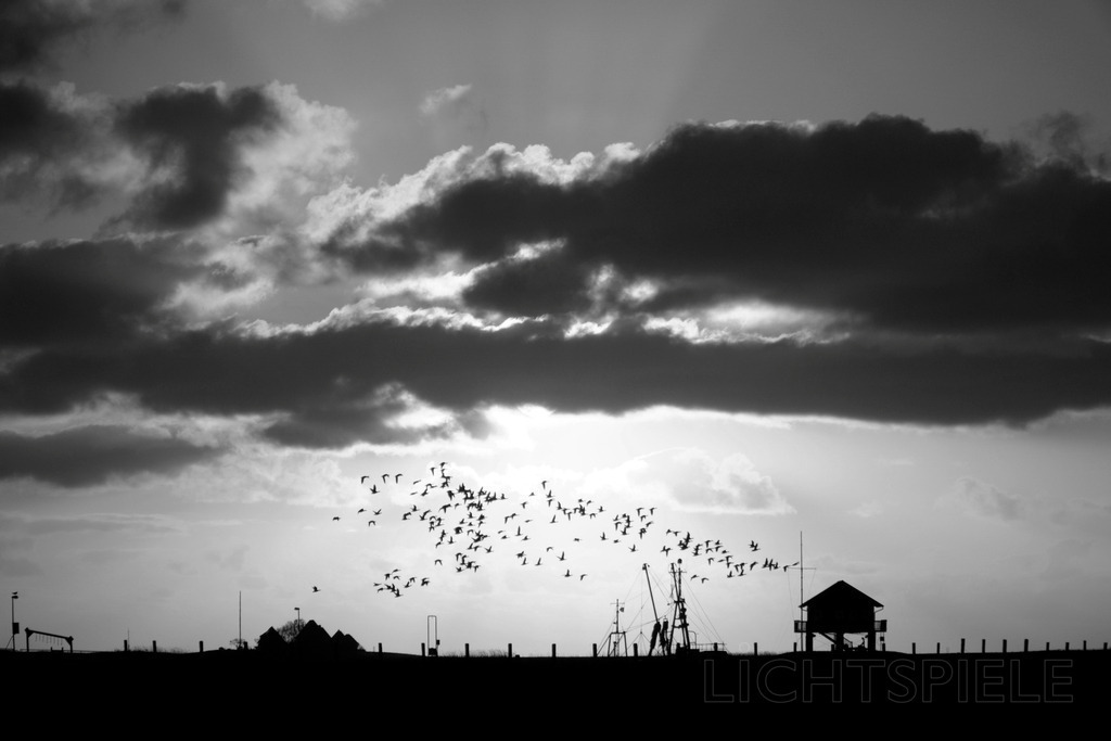 Bewegung und Ruhe | Vögel über Hallig Hooge im Abendlicht - Realisiert mit Pictrs.com