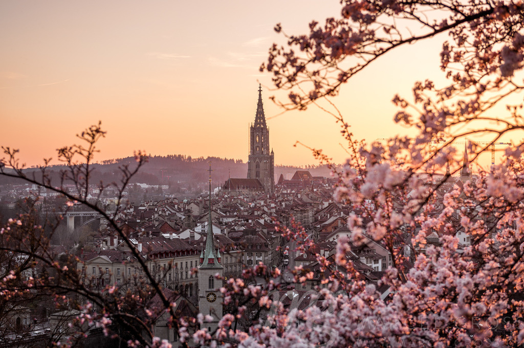 cherry blossom in front of the oldtown of Bern | Die ideale Geschenkidee für Naturliebhaber. Naturbilder von Marcel Gross Photography für ihr Zuhause in den verschiedensten Formaten und Materialien. - Realisiert mit Pictrs.com