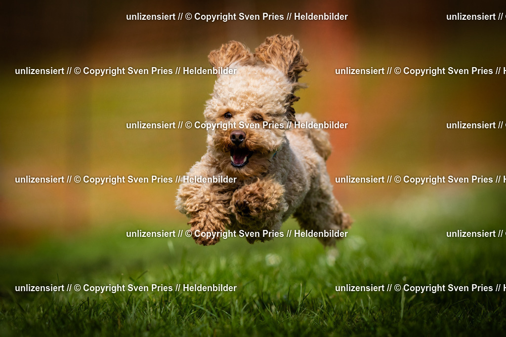 Sven Pries | 2025-04-13 - Hunderennen Baden-Baden - Realisiert mit Pictrs.com