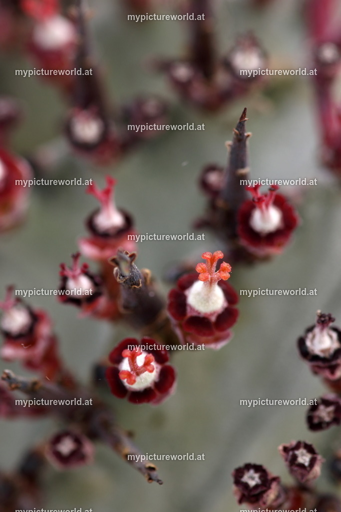 Euphorbia polygona-003 | Das Bilderarchiv über Tiere, Planzen und Landschaften. In der Bilddatenbank finden Sie ein große Auswahl an hochwertigen Bilder für Ihre Werbung - Realisiert mit Pictrs.com