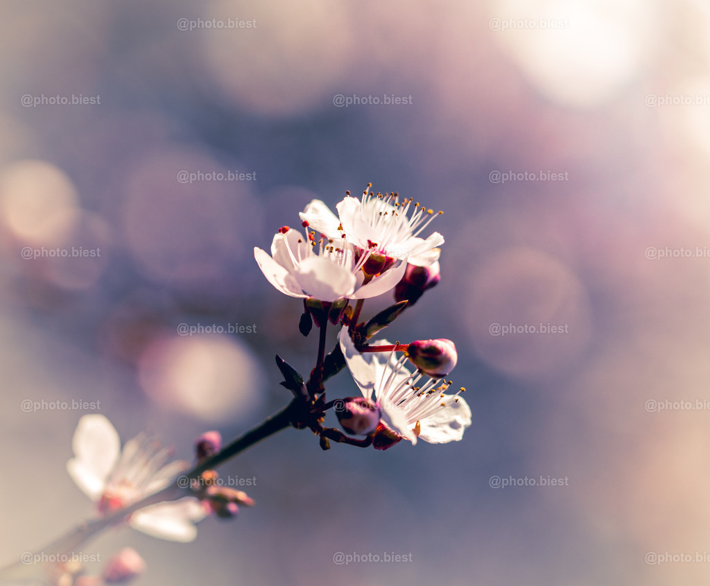 Blütentraum | Frische Blüten eines Kirschpflaumenbaums. - Realisiert mit Pictrs.com
