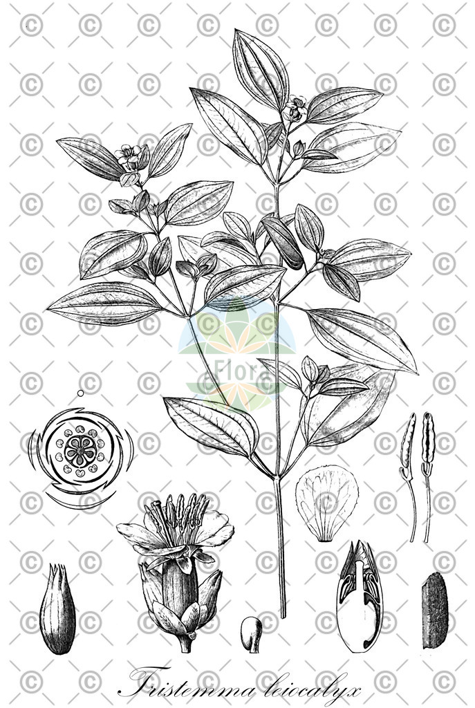 HistAbb_wfo-0001160917_1_ENZY_Simple | Historische Abbildung von Tristemma leiocalyx - Melastomataceae | Historical Illustration of Tristemma leiocalyx - Melastomataceae