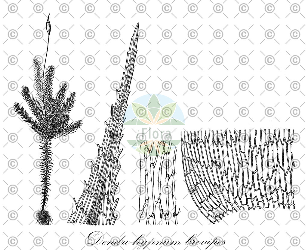 HistAbb_wfo-0001208386_1_ENZY_Simple | Historische Abbildung von Dendro-hypnum brevipes - Spiridentaceae | Historical Illustration of Dendro-hypnum brevipes - Spiridentaceae
