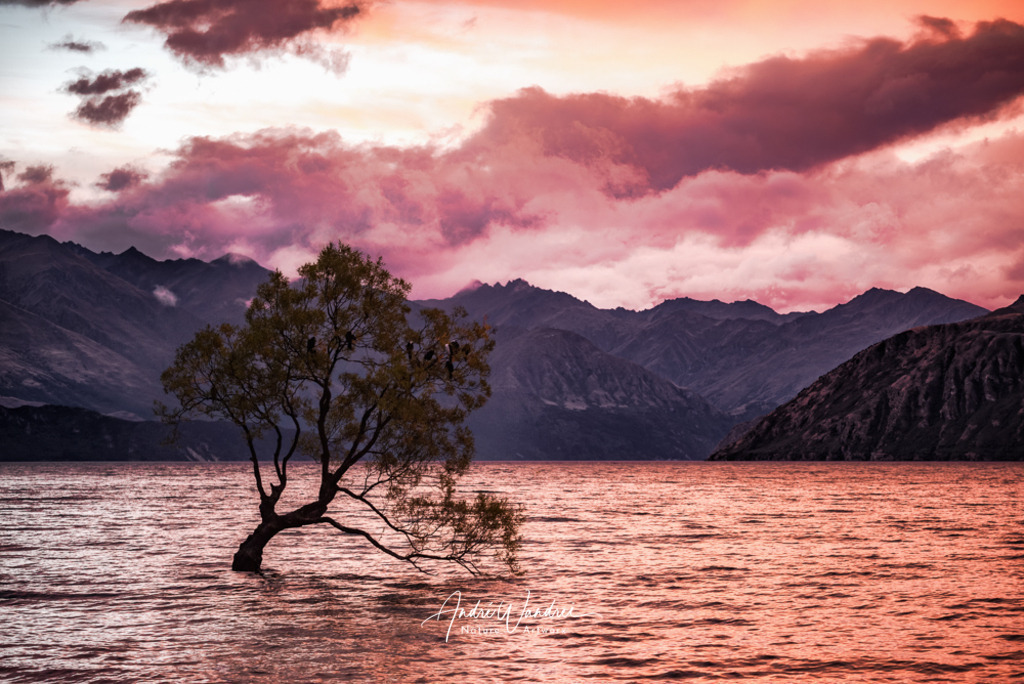 Der Baum im See | Andre Wandrei - Nature Artworx - Realisiert mit Pictrs.com