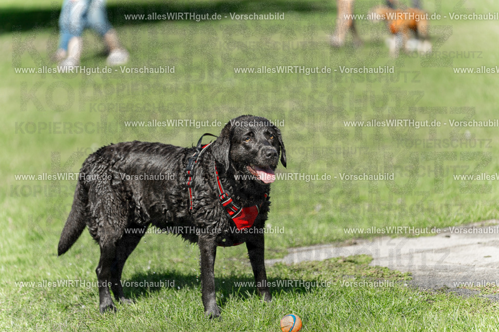 Hundeschwimmen_Volksbad_2026-allesWIRTHgut_Tierfotografie-2609061239-114920-7R500084 | Professionelle Tierfotografie in Mönchengladbach von Daniel Wirth (allesWIRTHgut). Liebevolle & natürliche Bilder von Hunden & Katzen für unvergessliche Erinnerungen.