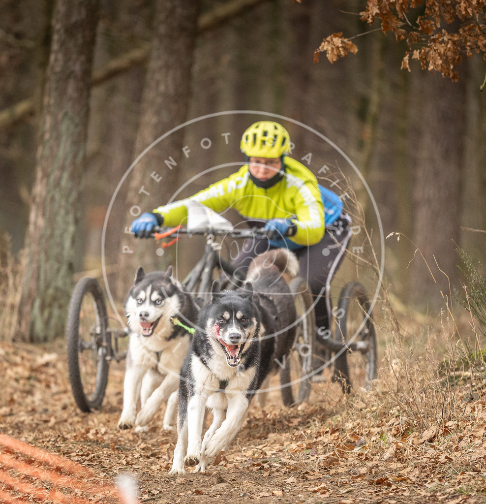 Pfotenfotografie_DV3A4841 | Hundefotografie, Tierfotograf, Pfotenfotografie, Fotoshooting Hund, Hunde Portrait, Hundesport, Hundeportraits, Heideshooting, Hunde, Sportfotograf, Hundefotograf, Turnierhundsport, THS,  - Realisiert mit Pictrs.com