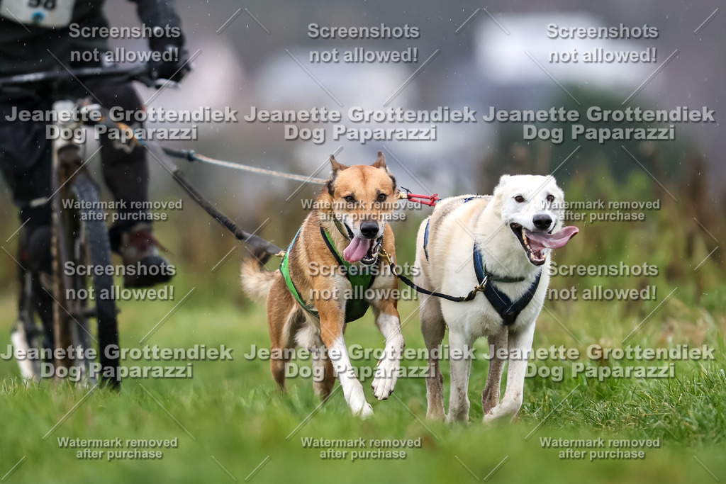 Dog Paparazzi - Herkules Race  2025-47 | Dog Paparazzi Jeanette Grottendiek Fotografie & Videografie - Realisiert mit Pictrs.com