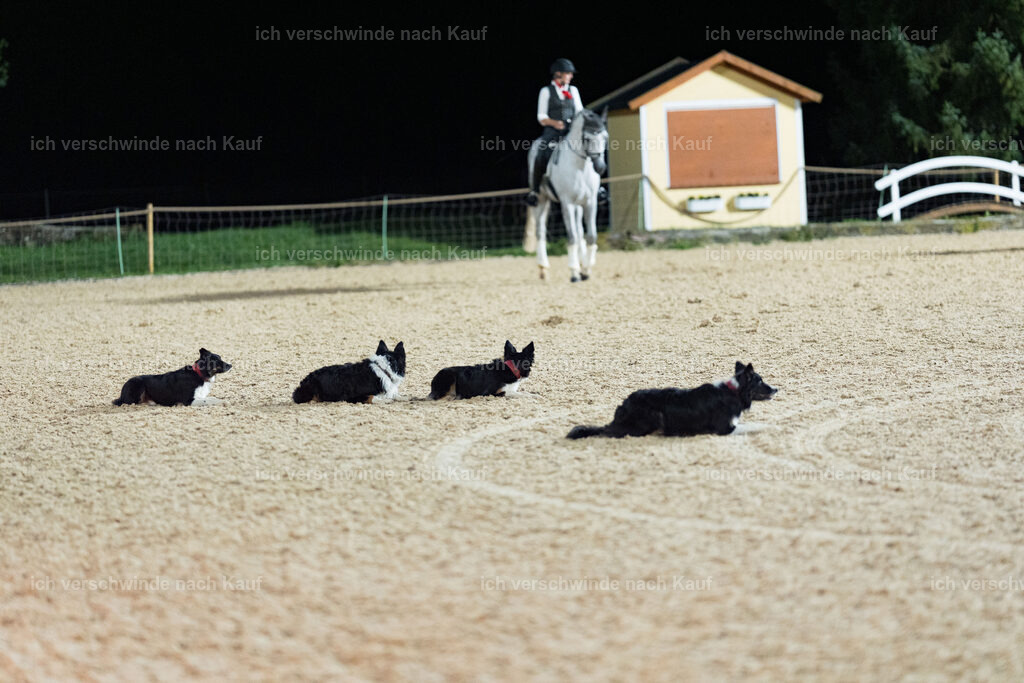 Gala-499 | working equitationturnier fotograf videograf stoibphotography marixx film working equitation deutschland reitsport turnierfotografie eventfotografie equestrian events