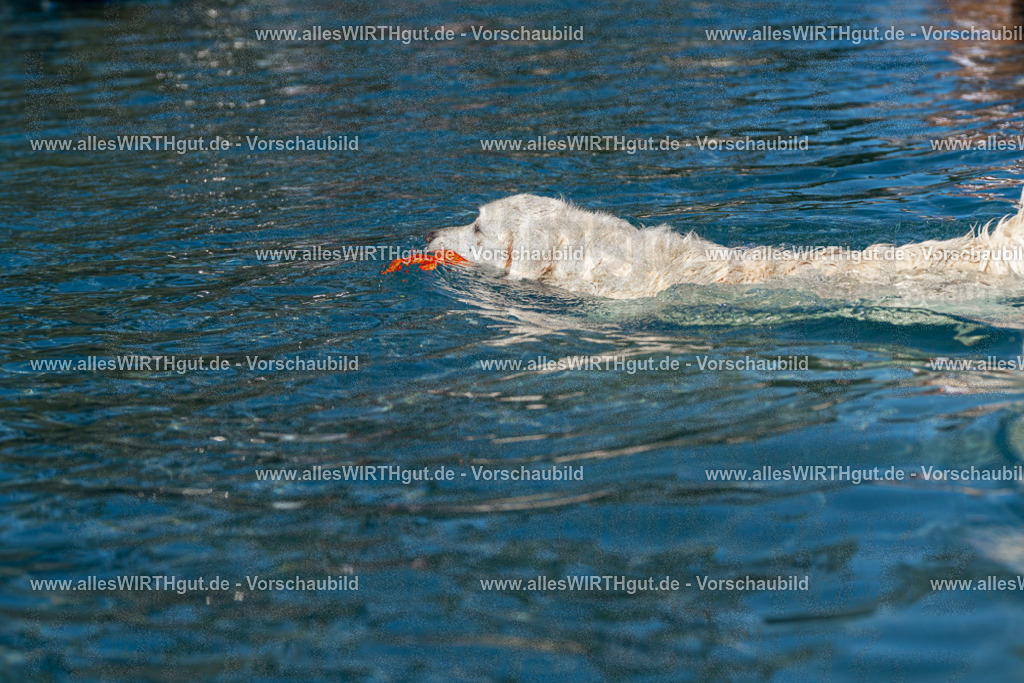 Hundeschwimmen_Volksbad_2026-allesWIRTHgut_Tierfotografie-2609061104-FAY06116 | Professionelle Tierfotografie in Mönchengladbach von Daniel Wirth (allesWIRTHgut). Liebevolle & natürliche Bilder von Hunden & Katzen für unvergessliche Erinnerungen.