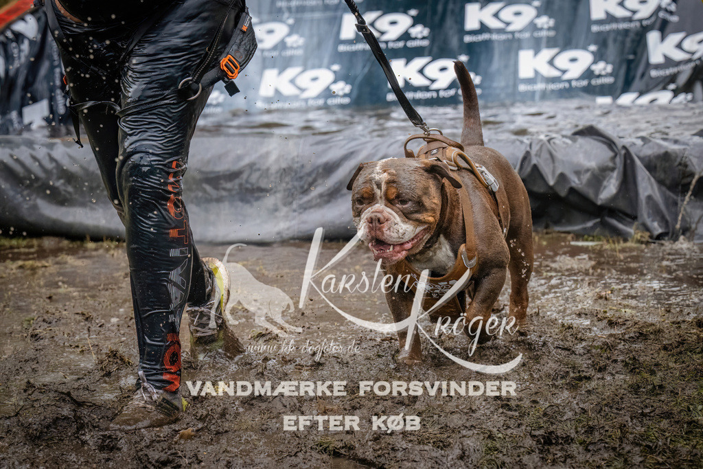 1237_ZZ90369 | kk-dogfotos
