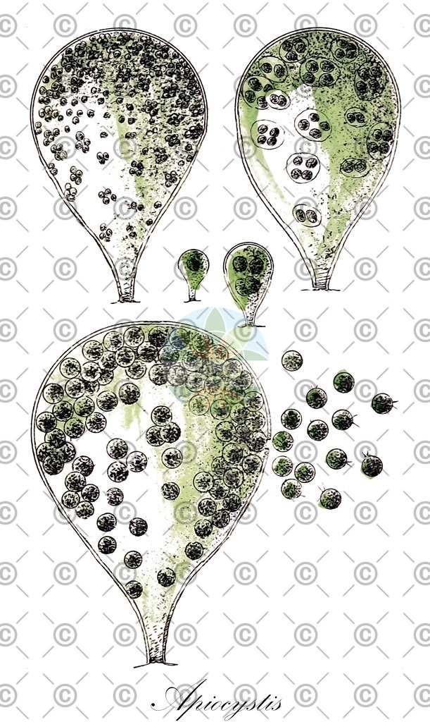 HistAbb_wfo-0000243802_1_ENZY_Simple | Historische Abbildung von Apiocystis - Tetrasporaceae (0) | Historical Illustration of Apiocystis - Tetrasporaceae (0)