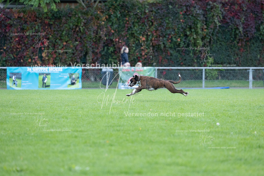 _16A4619 | Einzigartige Fotos von Hunden & Menschen –Actionfotos, Portraits, Vereinsaufnahmen & Paarshootings – authentisch, lebendig & mit Herz.