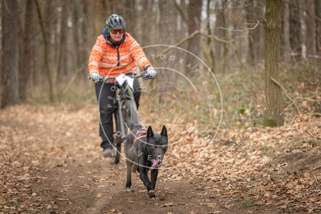 Pfotenfotografie_DV3A0378 | Hundefotografie, Tierfotograf, Pfotenfotografie, Fotoshooting Hund, Hunde Portrait, Hundesport, Hundeportraits, Heideshooting, Hunde, Sportfotograf, Hundefotograf, Turnierhundsport, THS,  - Realisiert mit Pictrs.com