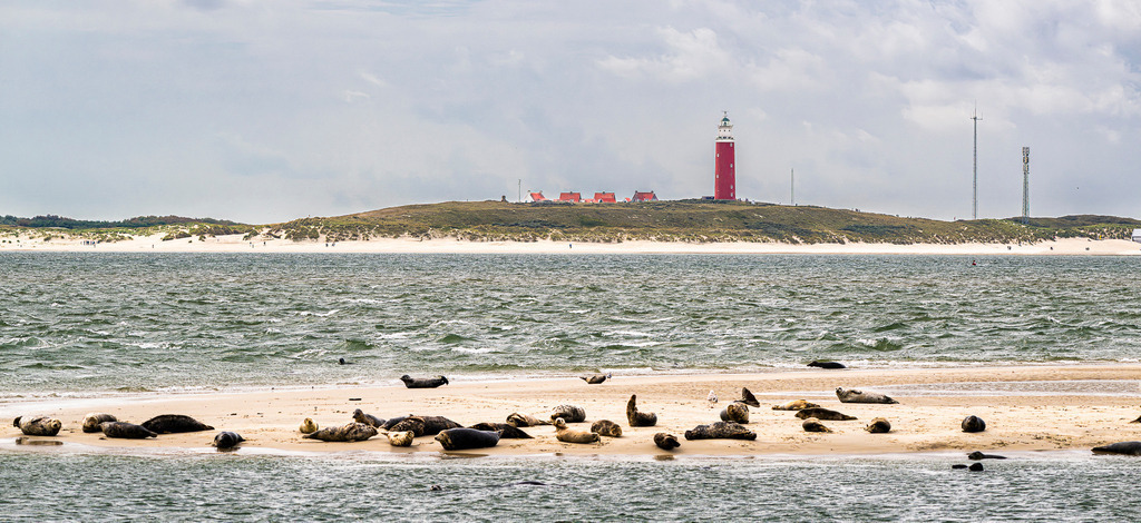 Seehunde auf der Sandbank mit Blick auf den Leuchtturm Eierland bei De Cocksdorp auf Texel | Eine Gruppe von Seehunden und Kegelrobben ruht auf einer Sandbank vor der Küste der niederländischen Nordseeinsel Texel. Im Hintergrund ragt der markante rote Leuchtturm Eierland hinter Dünen und Küstenhäusern bei De Cocksdorp empor. Die Panoramalandschaft verbindet typische Küstennatur mit dem bekannten Insel-Wahrzeichen. Vielseitig nutzbar für Berichte über das Wattenmeer, Tierwelt, Naturschutz, Nordseetourismus und Reiseziele in den Niederlanden. - Realisiert mit Pictrs.com