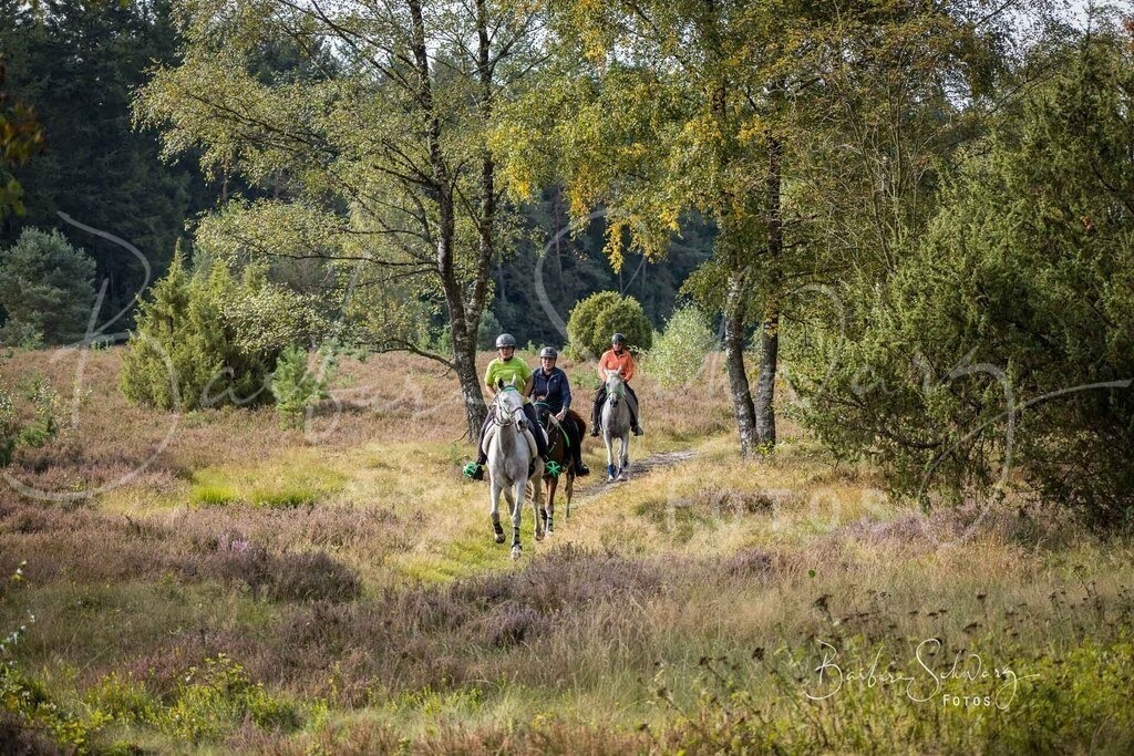 DdLH-WehlenerHeide_2025-09-20_19 | Fotografie, Veranstaltungs-Fotografie, Pferde-Fotografie, Landschafts-Fotografie, Reise-Fotografie - Realisiert mit Pictrs.com