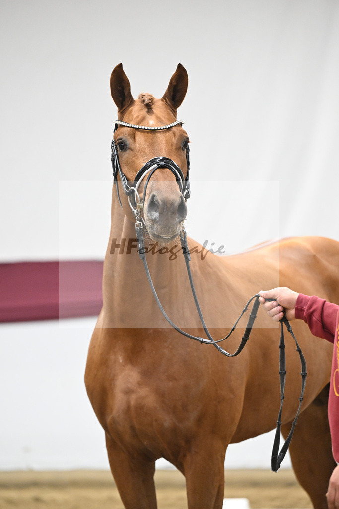 Kat-Nr. 134 Vitalis x Millennium_PBM Pfefferle GmbH_47254531 | hf-fotografie - Realisiert mit Pictrs.com