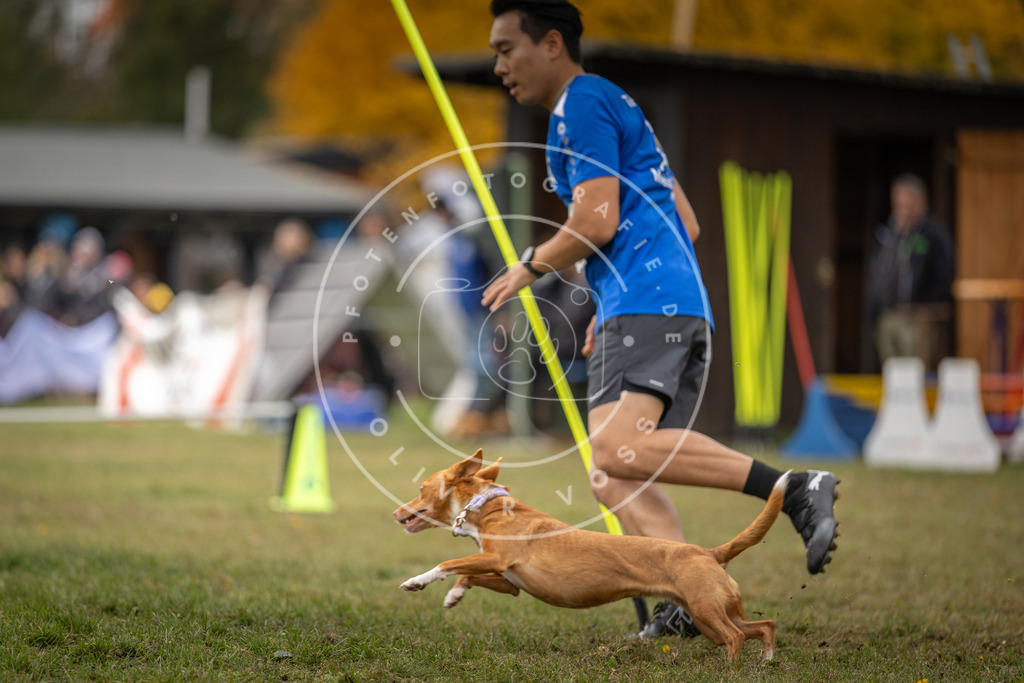 Pfotenfotografie_DV3A7893 | Hundefotografie, Tierfotograf, Pfotenfotografie, Fotoshooting Hund, Hunde Portrait, Hundesport, Hundeportraits, Heideshooting, Hunde, Sportfotograf, Hundefotograf, Turnierhundsport, THS,  - Realisiert mit Pictrs.com