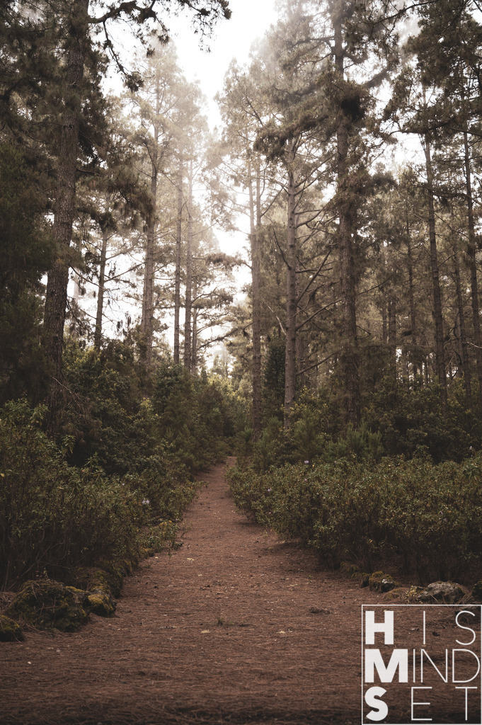 Fogwood | Sichere dir dein Lieblingsbild von HISMINDSET als Print für dein Zuhause oder das Büro! - Realisiert mit Pictrs.com