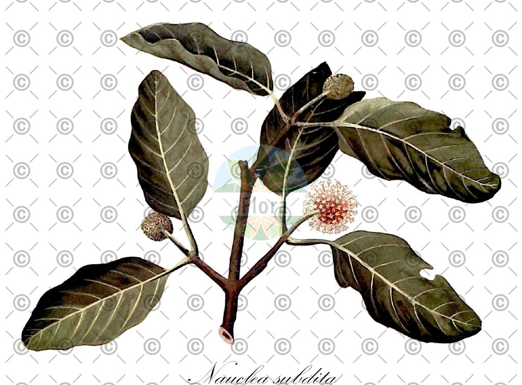 HistAbb_wfo-0001084657_1_ENZY_Simple | Historische Abbildung von Nauclea subdita - Rubiaceae | Historical Illustration of Nauclea subdita - Rubiaceae