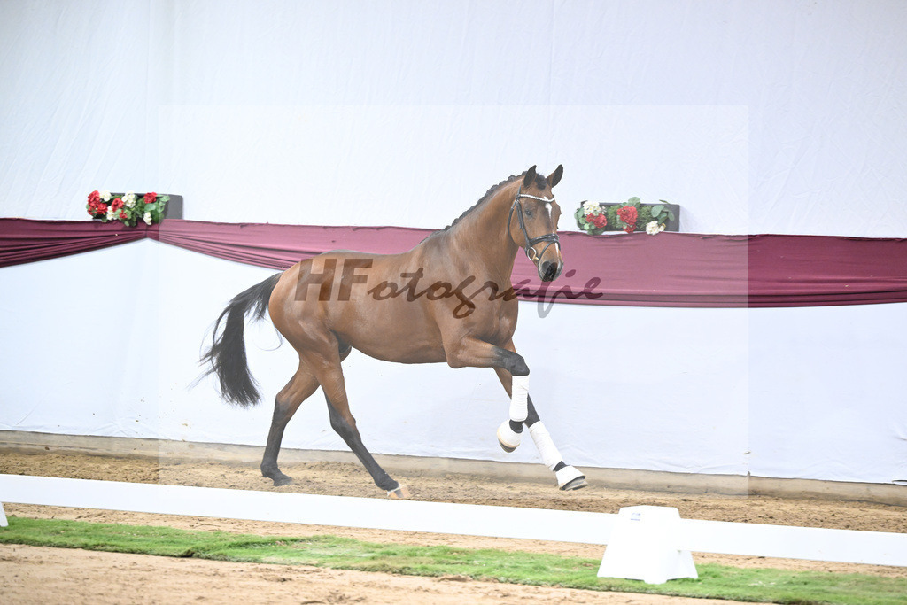 Kat-Nr. 44 Va Bene x Monte Bellino_Alfred Kohn_47251554 | hf-fotografie - Realisiert mit Pictrs.com