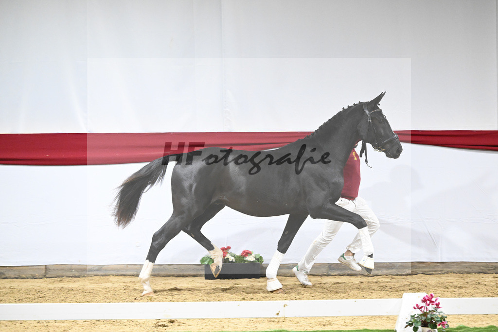 Kat-Nr. 70 v. DSP Bohemian_Kircher-Eckardt_63222003 | hf-fotografie - Realizzato con Pictrs.com