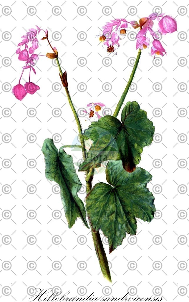 HistAbb_wfo-0000982395_1_ENZY_Simple | Historische Abbildung von Hillebrandia sandwicensis - Begoniaceae | Historical Illustration of Hillebrandia sandwicensis - Begoniaceae