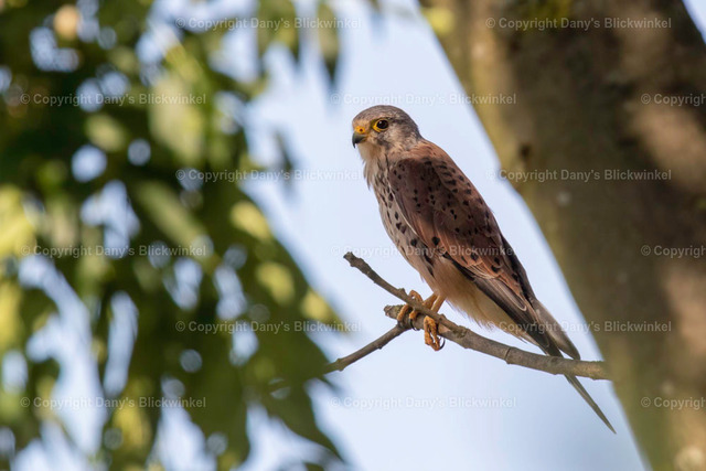 201754 | Tierfotografie, Tierkalender, Tierbilder, Insekten, Spinnen, Vögel, Schmetterling, Libellen, Leinwand, Colorkey, Qualität, Geschenkartikel, Geschenk - Realisiert mit Pictrs.com