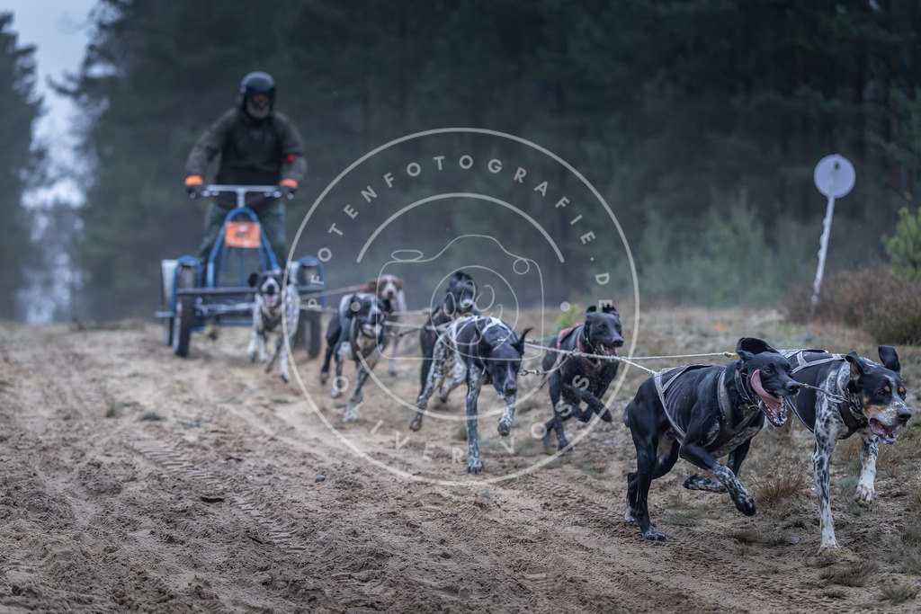 Pfotenfotografie_DV3A0123 | Hundefotografie, Tierfotograf, Pfotenfotografie, Fotoshooting Hund, Hunde Portrait, Hundesport, Hundeportraits, Heideshooting, Hunde, Sportfotograf, Hundefotograf, Turnierhundsport, THS,  - Realisiert mit Pictrs.com