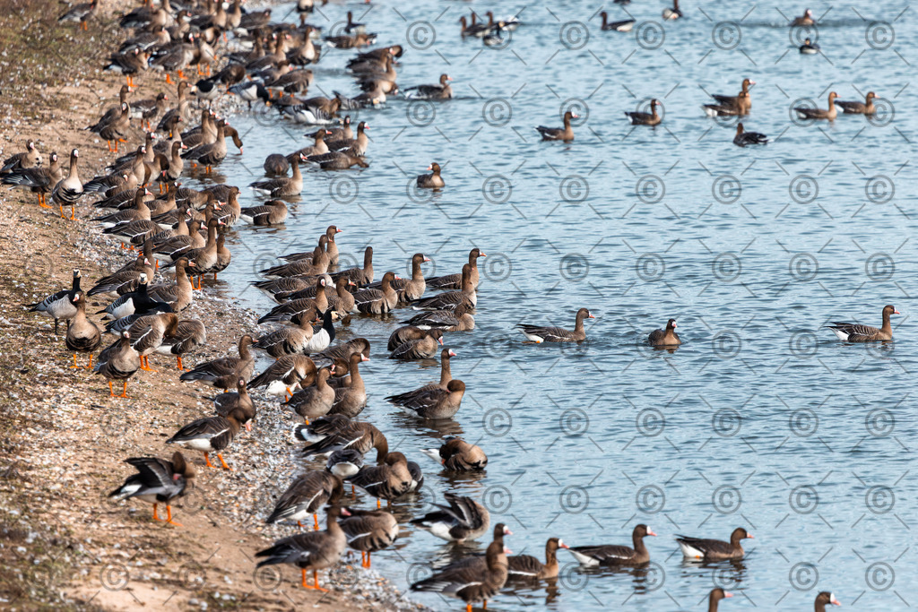 Massentourismus | Viele Gänse an einem kleinen Wassergraben.