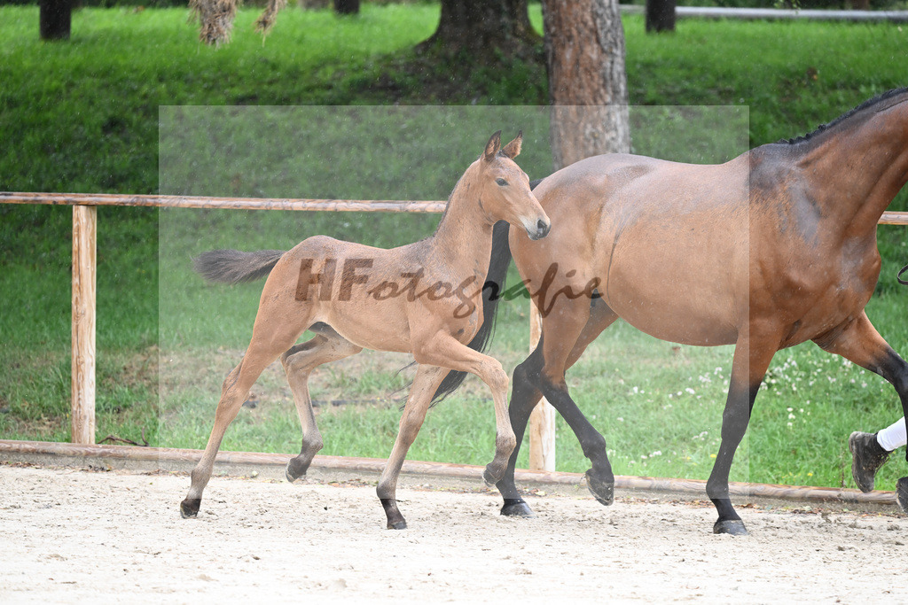 Kat-Nr. 28 HF Franklin_Schneider_25230274 | hf-fotografie - Realizzato con Pictrs.com