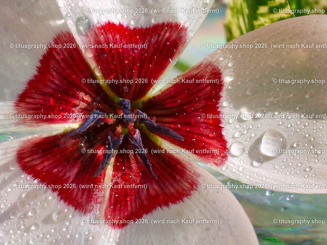 titusgraphy_P9077232-vz-ln-a-q | titusgraphy-shop: Geschenkideen mit Qualitätsfotos. titusgraphy-shop: gift ideas with quality photos. titusgraphy-shop: idées cadeaux avec photos de qualité.  - Realisiert mit Pictrs.com