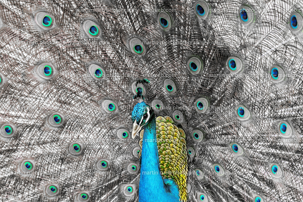 Hundred eyes | The feathers of a peacock in their natural color - Realisiert mit Pictrs.com