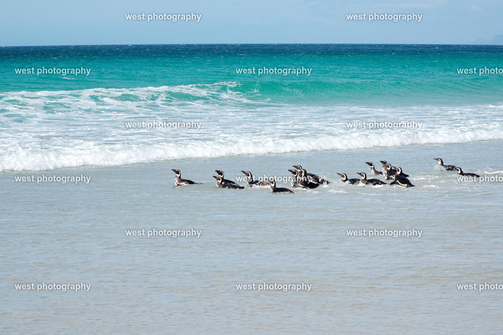 Magellan Penguin on the Beach 11 SND - FLK 2014 | west photography - Realisiert mit Pictrs.com