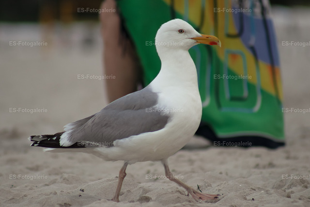 Die Möwe