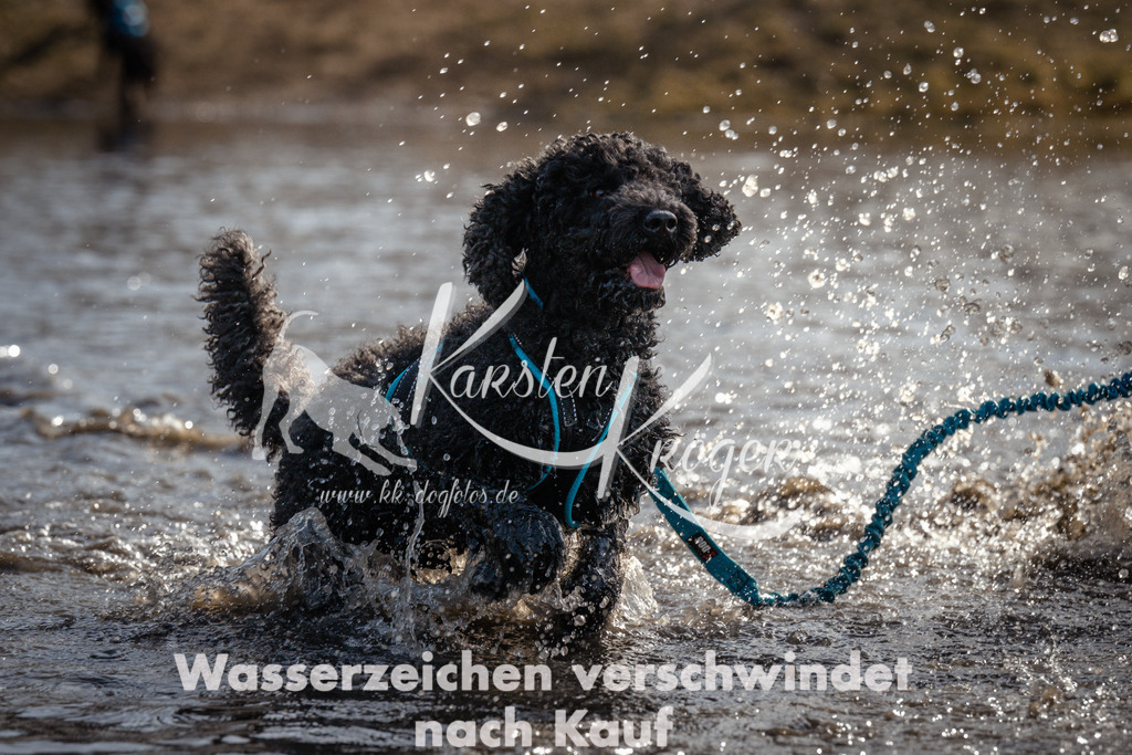 1133_ZZ95635 | kk-dogfotos