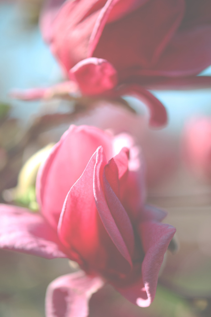 Magnolien | Simone Sonderegger Photography