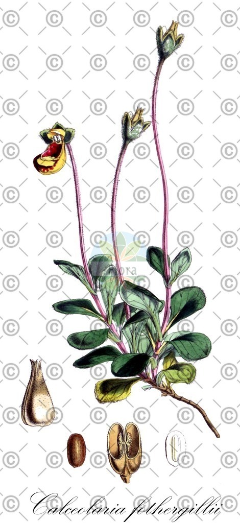 HistAbb_wfo-0000580130_1_ENZY_Simple | Historische Abbildung von Calceolaria fothergillii - Calceolariaceae | Historical Illustration of Calceolaria fothergillii - Calceolariaceae