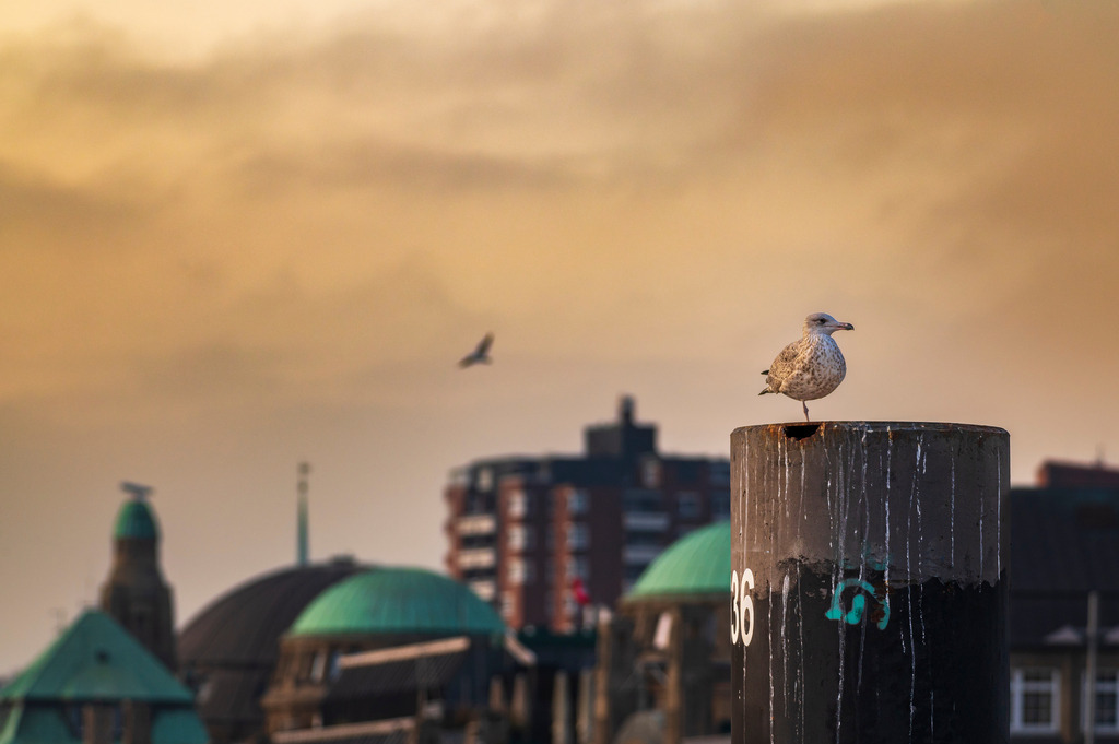 2022_10_31_HAMBURG_MCP5431 | Hochwertig gedruckte Fotografien für die Wand, als Kalender und zum Verschenken. Hamburg & Norddeutschland und überall wo ich mit der Kamera unterwegs war.