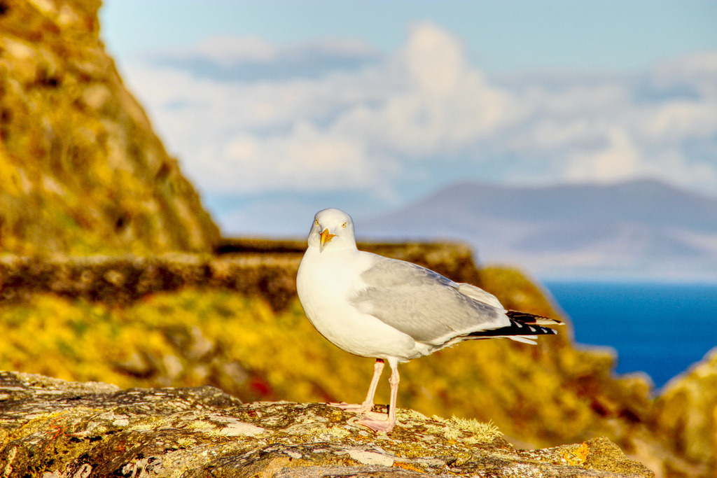 Slea Head Möwe | www-pimpup-me - Realisiert mit Pictrs.com