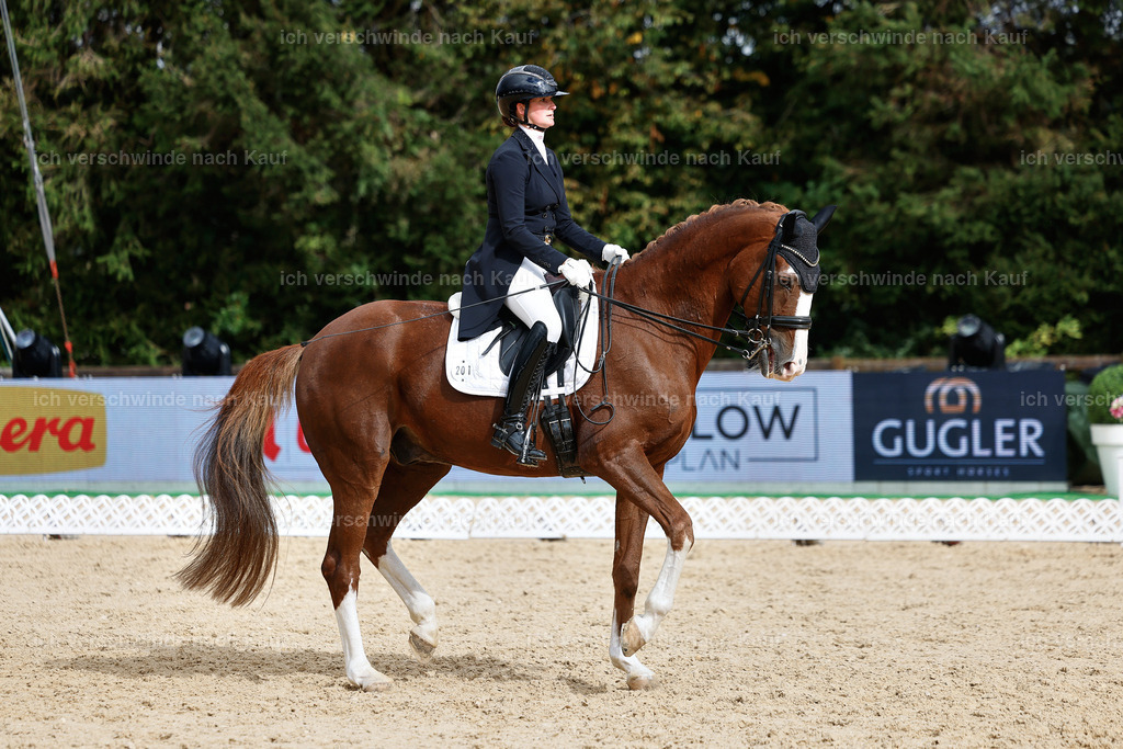 07-201-DRESSUR  S___  -StoibPH-5083 | working equitationturnier fotograf videograf stoibphotography marixx film working equitation deutschland reitsport turnierfotografie eventfotografie equestrian events