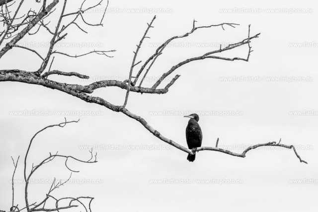 Vogel auf Ast | Gesehen in Okriftel am Main