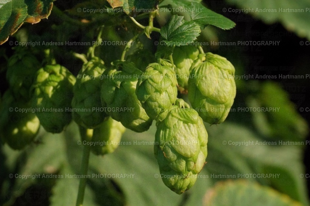 Hopfendolden | Hopfendolden - Realisiert mit Pictrs.com