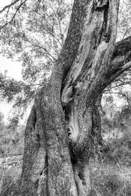 Olive Baum / Olea europaea, Olivia / Olive tree | Kreative Fotografie von Fotoloft-MaciejRusinek aus Frankfurt am Main. Große Motivauswahl in individuell ausgewählten Formaten auf unterschiedlichen Materialien. Bestellen bequem online.
Preise sind variable, je nach Material und Größe. 
 - Realisiert mit Pictrs.com