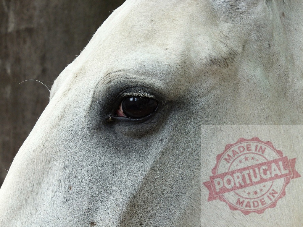 White horse eye with dark details in close-up | White horse eye showing dark skin and fur details around the pupil - Realized with Pictrs.com