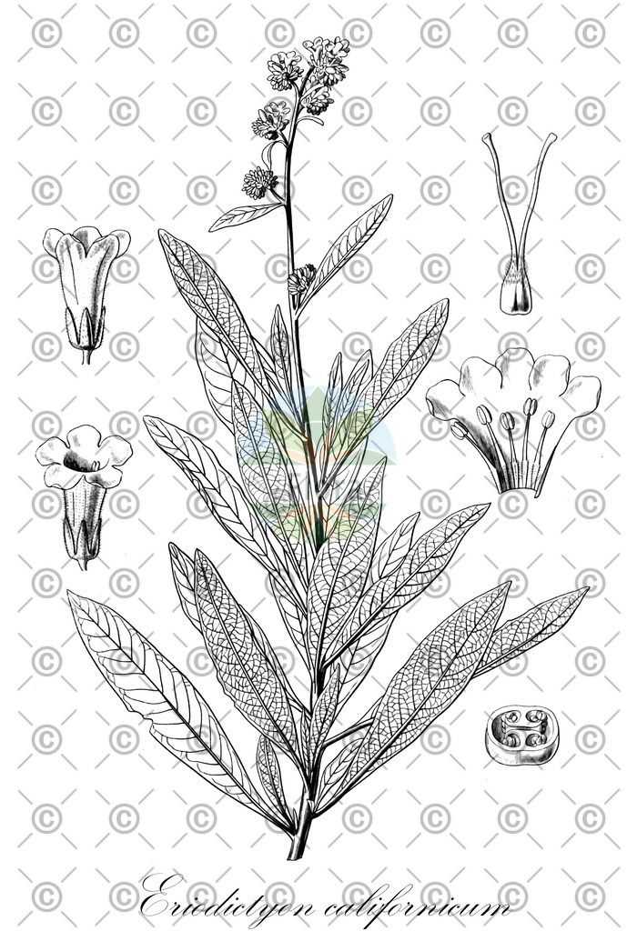HistAbb_wfo-0000675732_1_ENZY_Simple | Historische Abbildung von Eriodictyon californicum - Boraginaceae | Historical Illustration of Eriodictyon californicum - Boraginaceae
