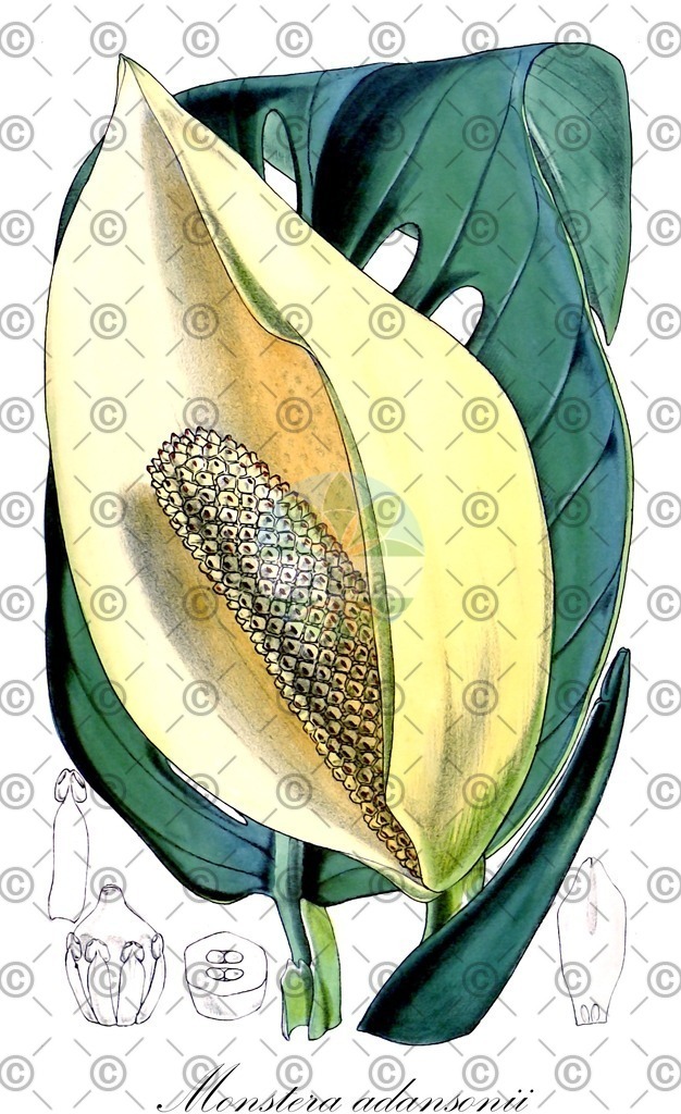 HistAbb_wfo-0001260157_1_ENZY_Simple | Historische Abbildung von Monstera adansonii - Araceae | Historical Illustration of Monstera adansonii - Araceae