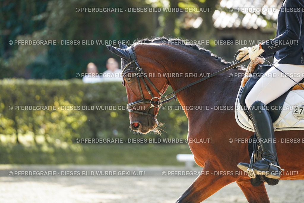 DSC06699 | Pferdegrafie