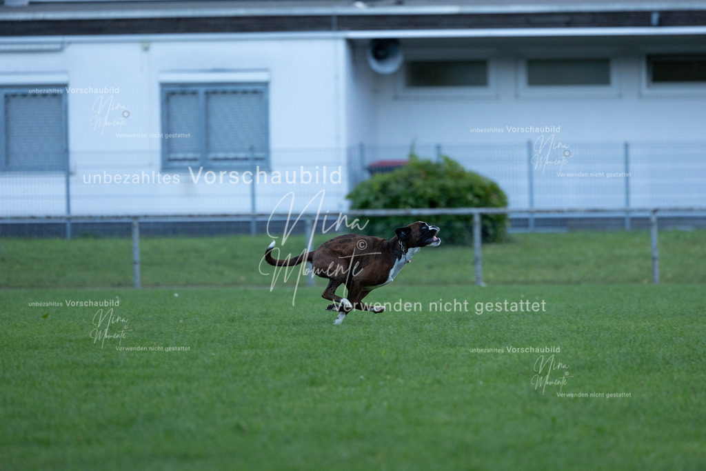 _16A4553 | Einzigartige Fotos von Hunden & Menschen –Actionfotos, Portraits, Vereinsaufnahmen & Paarshootings – authentisch, lebendig & mit Herz.